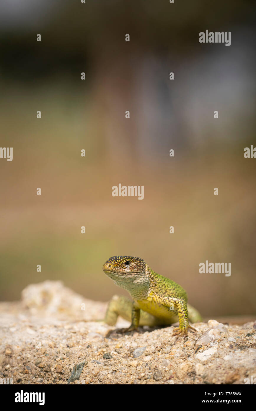 Eastern Green Lizard, Lacerta viridis, Sonnenbaden auf den Felsen. Stockfoto