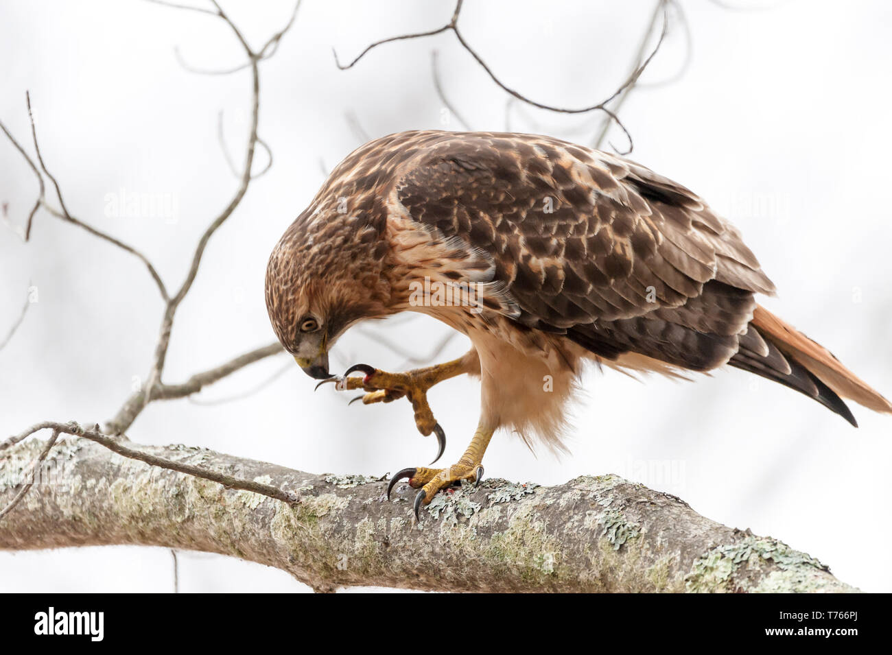 Red-Tailed Hawk Reinigung des talons nach einem unordentlichen Mahlzeit. Stockfoto