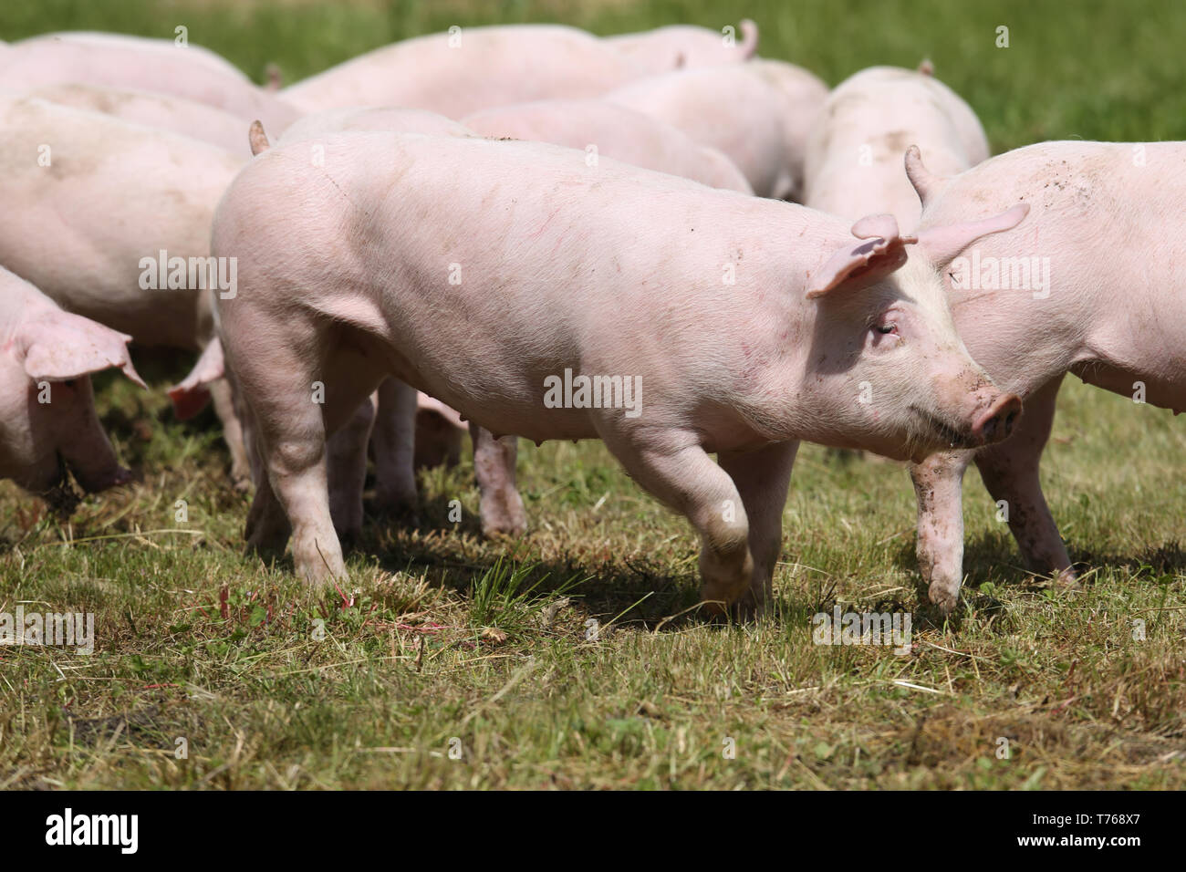 Gruppe von kleinen Schweine essen frische grüne Gras auf der Wiese Stockfoto