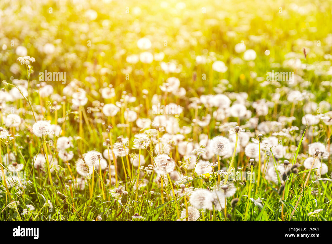Golden Sunset auf der Wiese mit Löwenzahn - saisonale Allergien Stockfoto