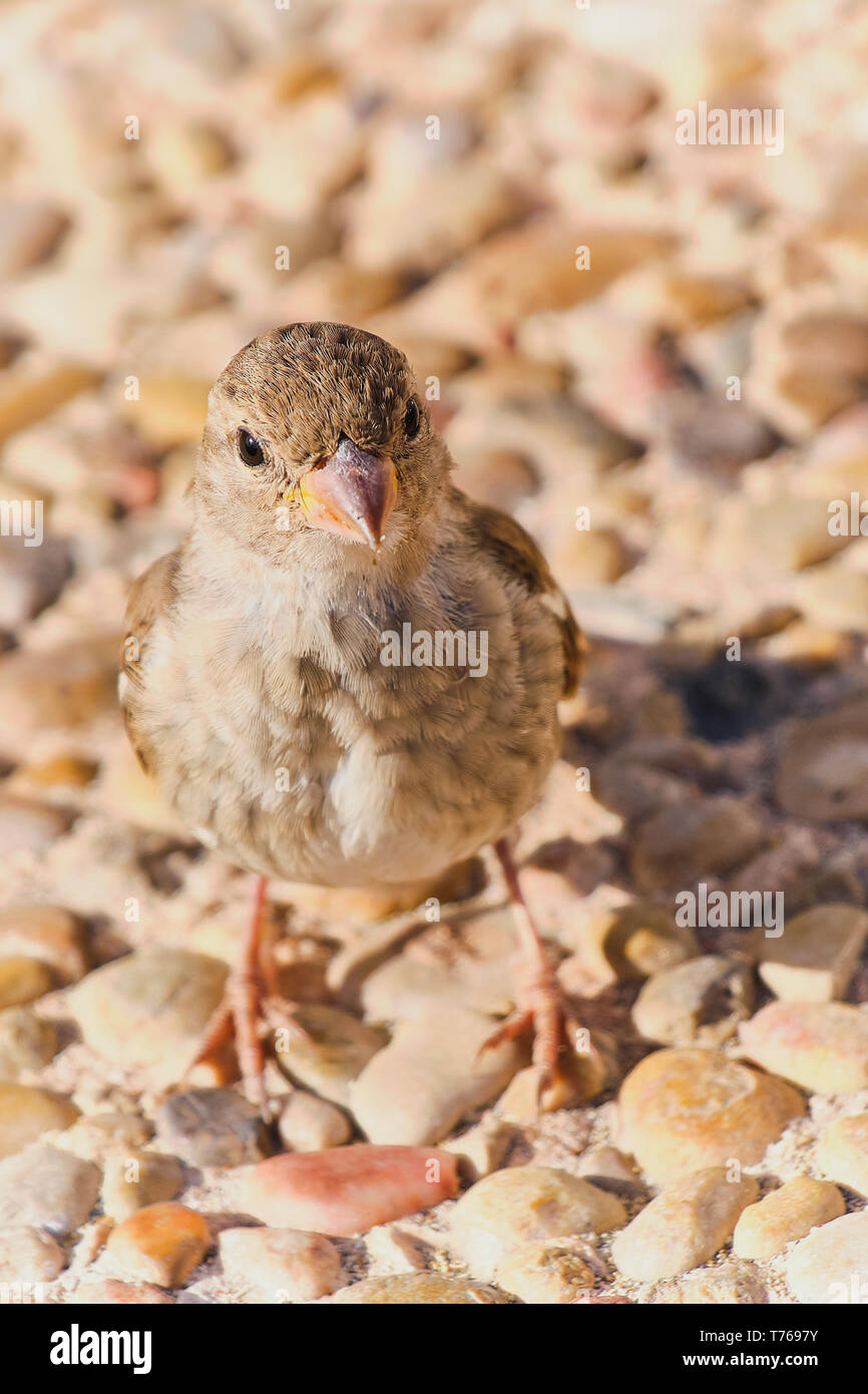Nahaufnahme Farbe Bild von einem Spatz an einem sonnigen Tag, stehend auf einem steinigen Boden Stockfoto