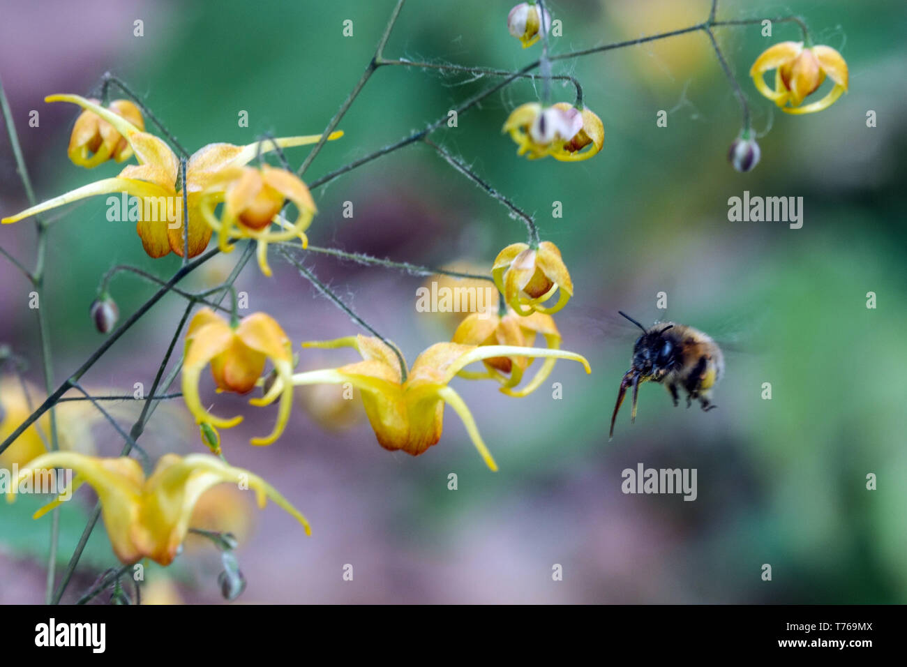 Epimedium „Amber Wave“ Hummel fliegen, Blumenbokeh Stockfoto