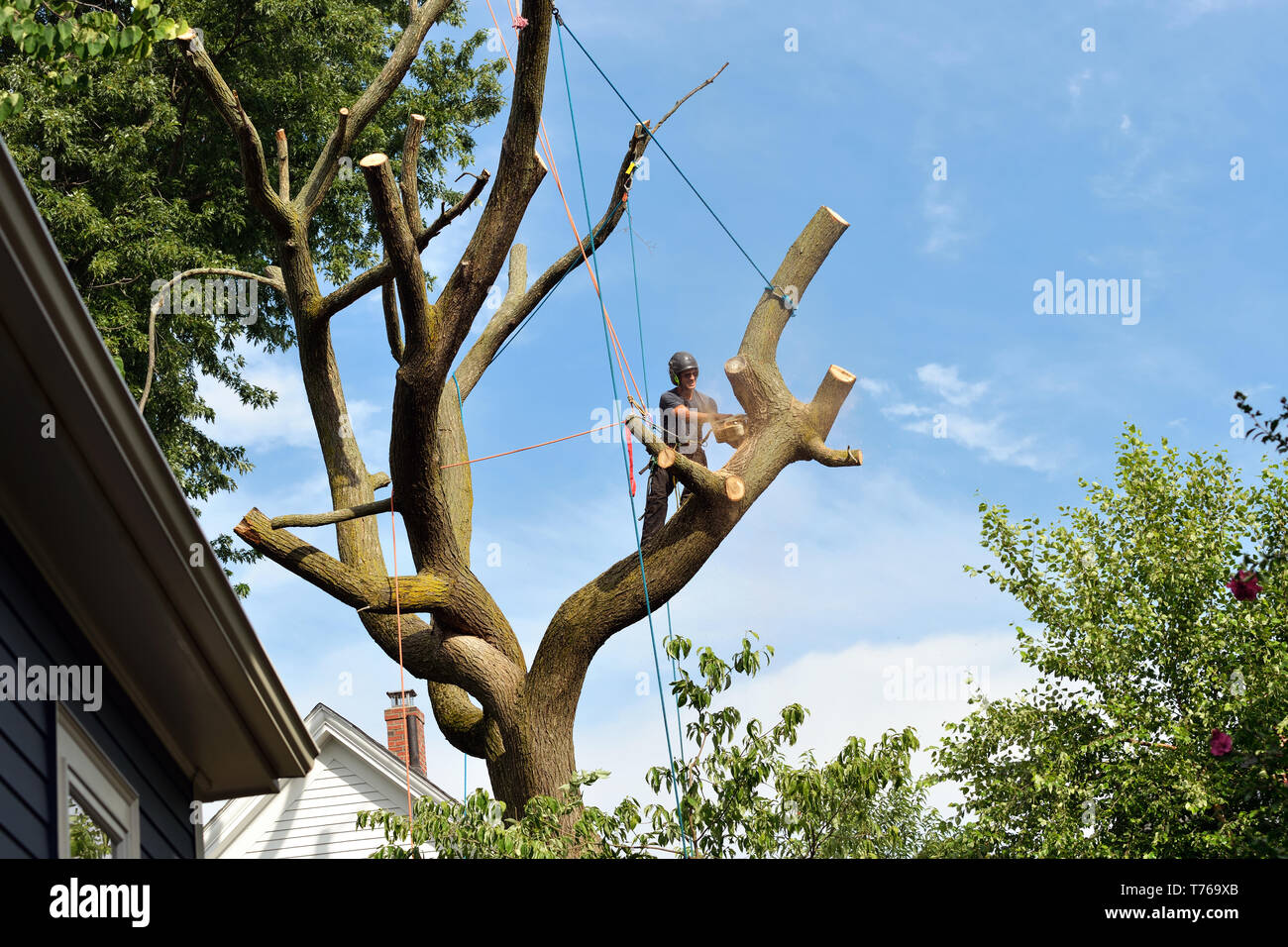 Baumzüchter klettern und Abbau Ulme mit Kettensäge und Rigging equipment Stockfoto