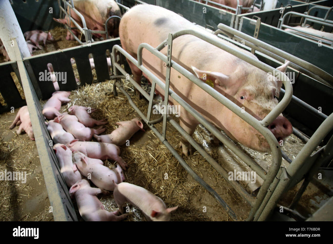 Mächtige Schwein sau Watching Me mit ihrer neugeborenen Ferkel hinter Metallzaun Stockfoto