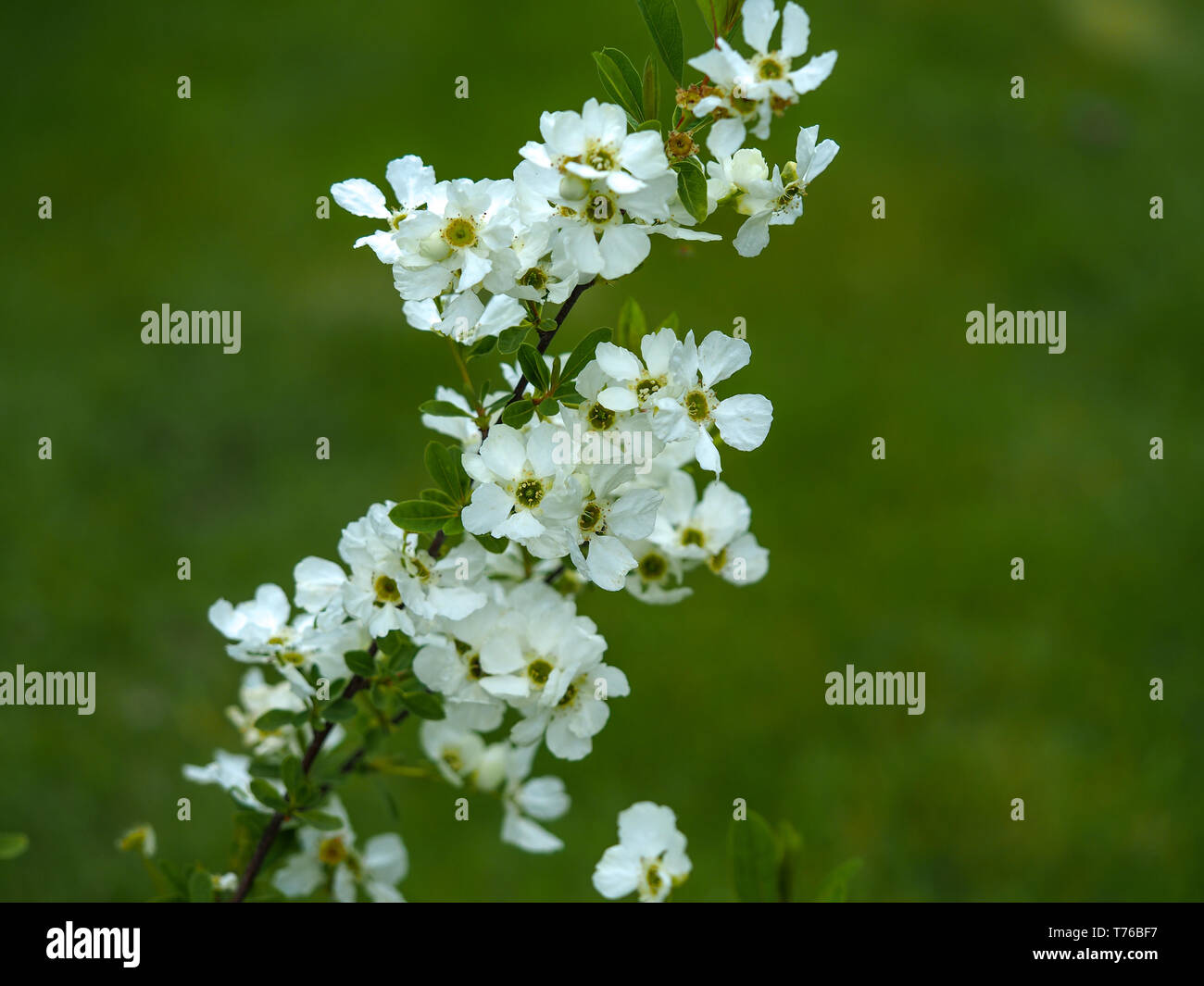 Gelbe Blumen auf einer Euphorbia polychroma Pflanze im Garten Stockfoto