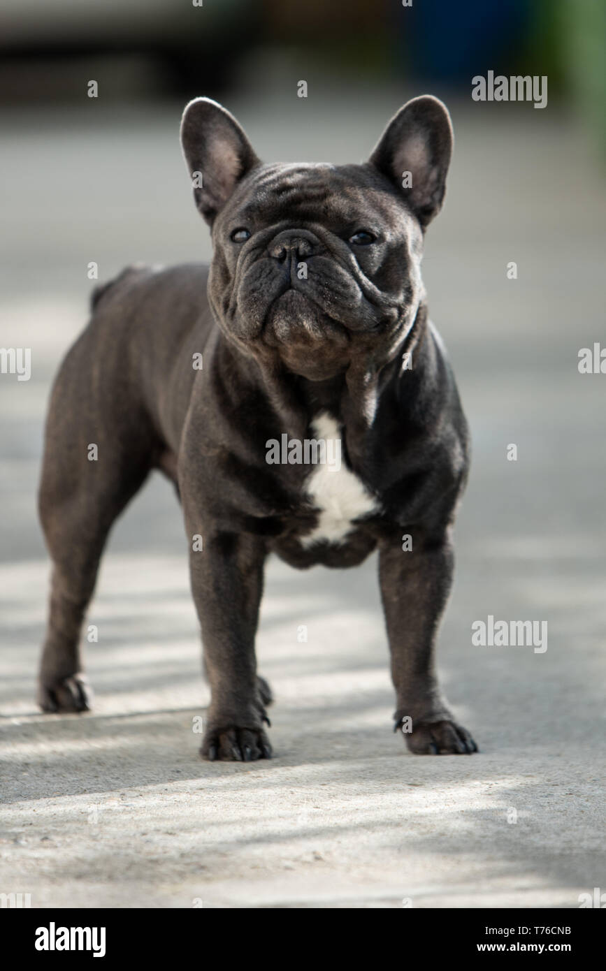 Outdoor grau Französische Bulldogge, lustige Gesichter beim oben saßen und in Richtung Kamera. Reinrassige Säugetier- und freundlich Stockfoto