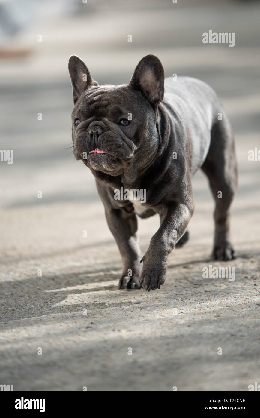 Purebreed grau frech bulldog Schuß außerhalb beim Gehen auf dem Bürgersteig. Süßer Hund einen Spaziergang im Freien Stockfoto