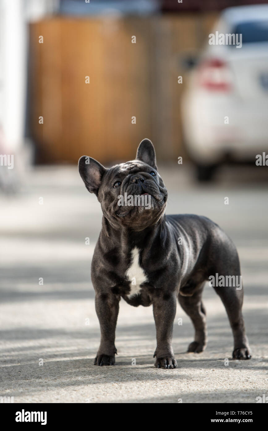 Bezaubernde französische Bulldogge ist auf der Suche nach oben in Richtung der rechten Seite, während Sie einen Spaziergang im Freien. Cute doggy Look Gesicht schoss im Hochformat Stockfoto