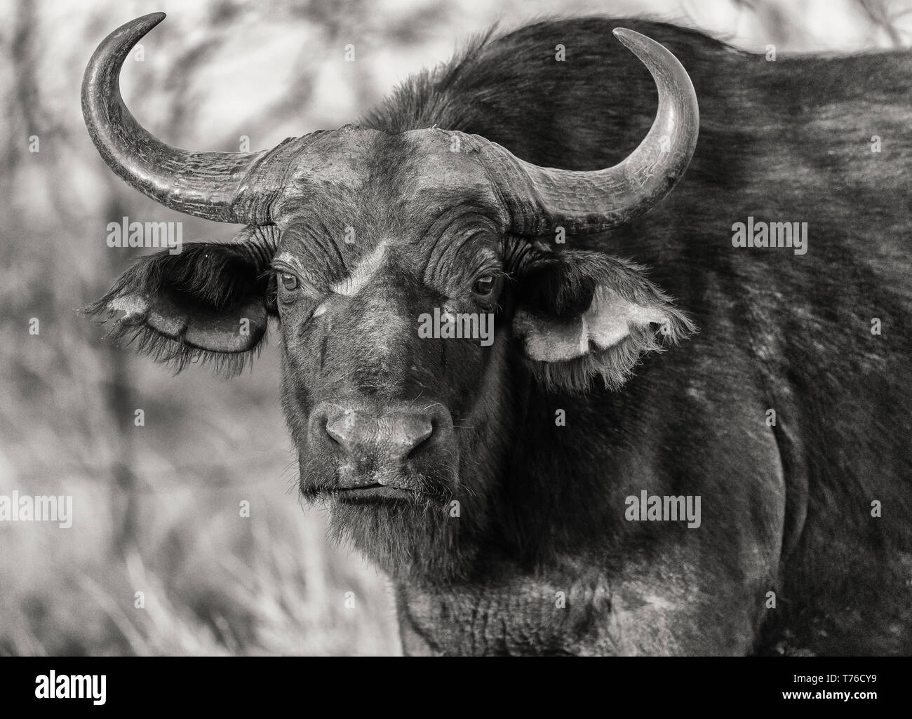 Cape Buffalo des Kruger National Park Stockfoto