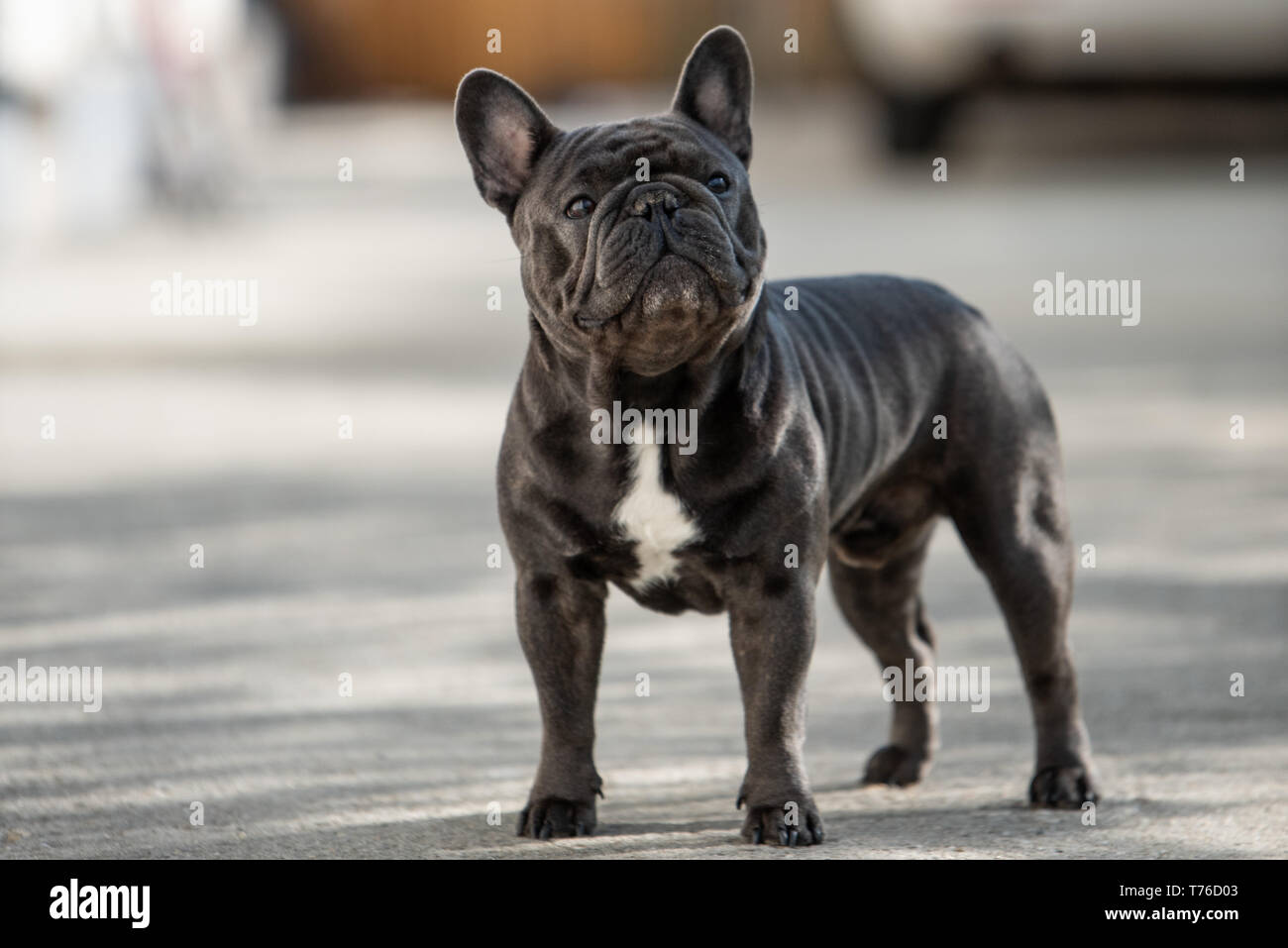 Bezaubernde französische Bulldogge ist auf der Suche nach oben in Richtung der rechten Seite, während Sie einen Spaziergang im Freien. Cute doggy Look Gesicht schoss im Querformat Stockfoto