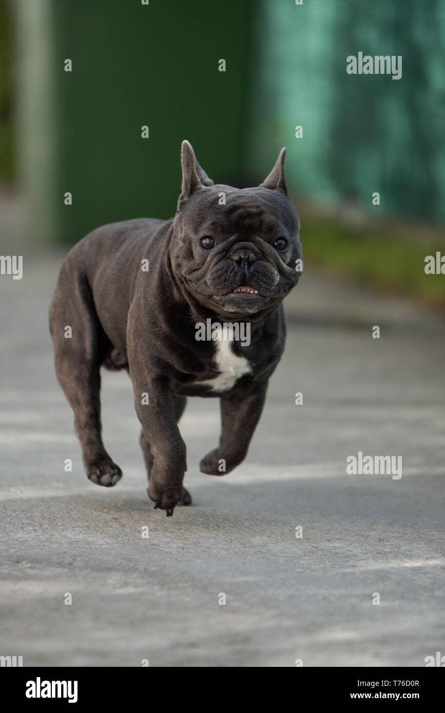 Cute purebreed Grau frech Bulldog außerhalb gefangen beim Laufen auf dem Bürgersteig. In der Luft Position gedreht. Glückliche junge Welpe ist absolut bezaubernd in Stockfoto