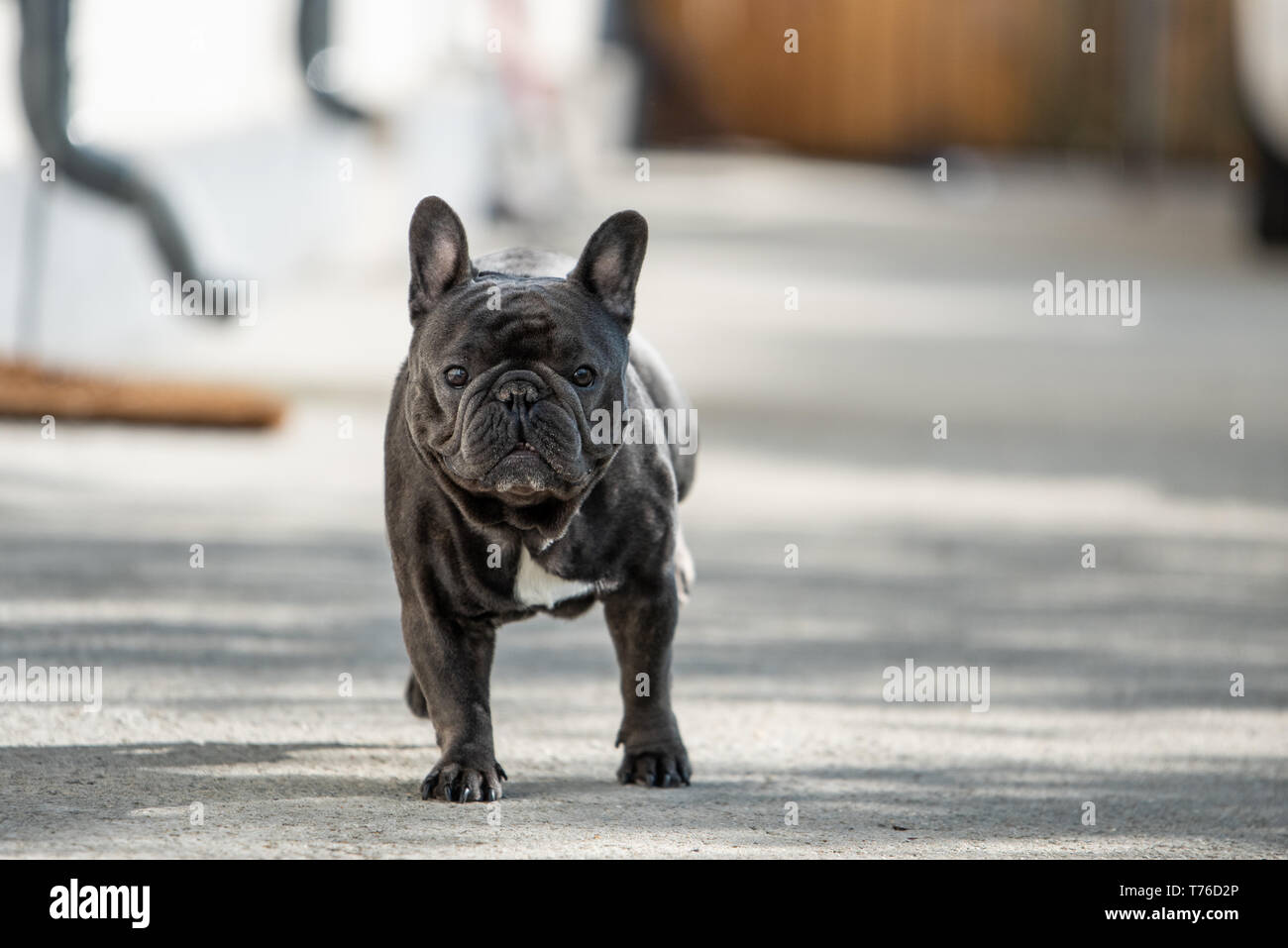 Französische Bulldogge suchen ernsthafte, während draußen vor dem Haus sitzt auf dem Bürgersteig. Im Modus "Landschaft" Geschossen dieses niedliche purebreed Li zu portratit Stockfoto