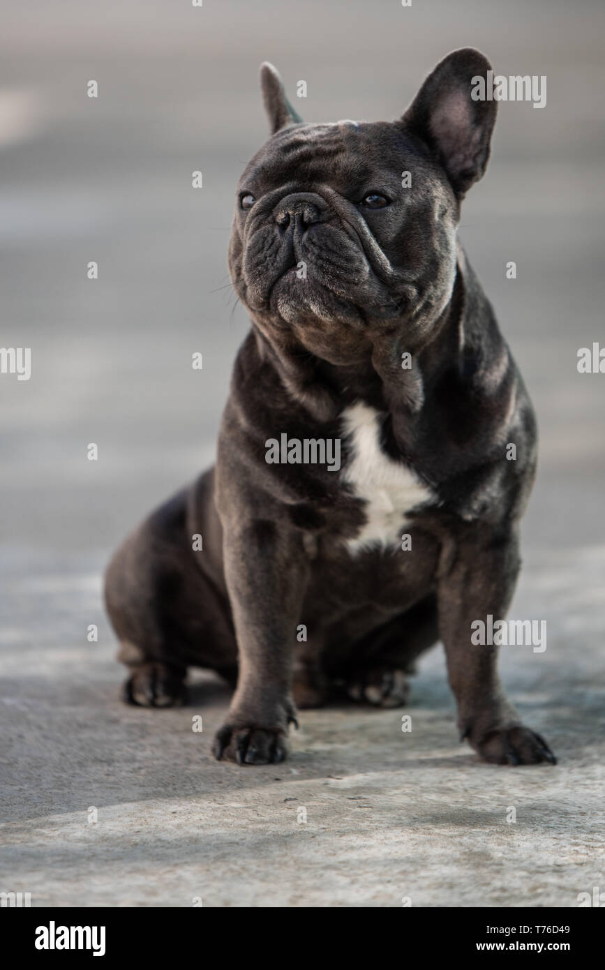 Cute sitzen Französische Bulldogge auf der linken Seite suchen mit seinen Ohren. Bürgersteig verschwommenen Hintergrund Stockfoto