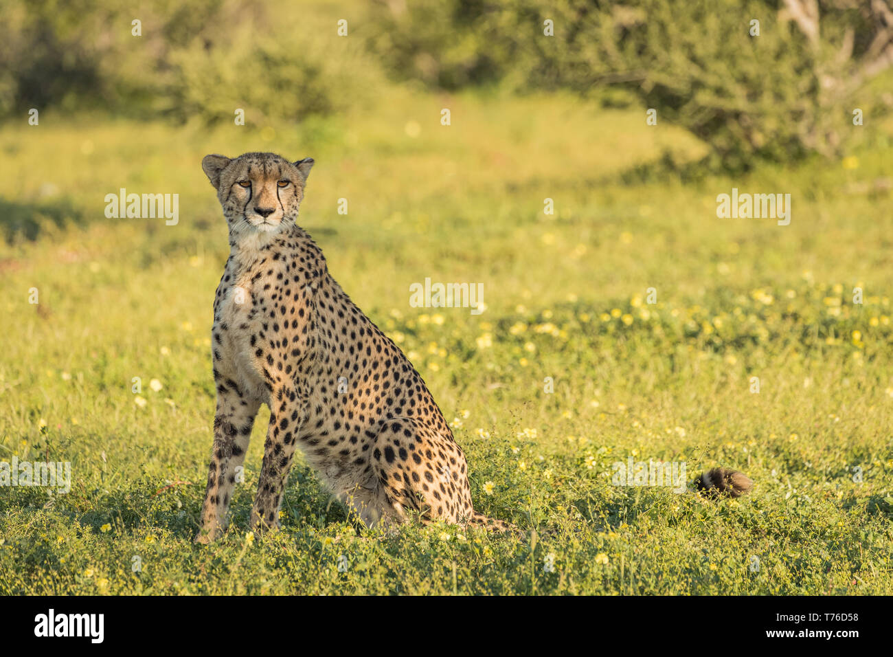 Cheetah und Jungen in Botswana Wildnis Stockfoto