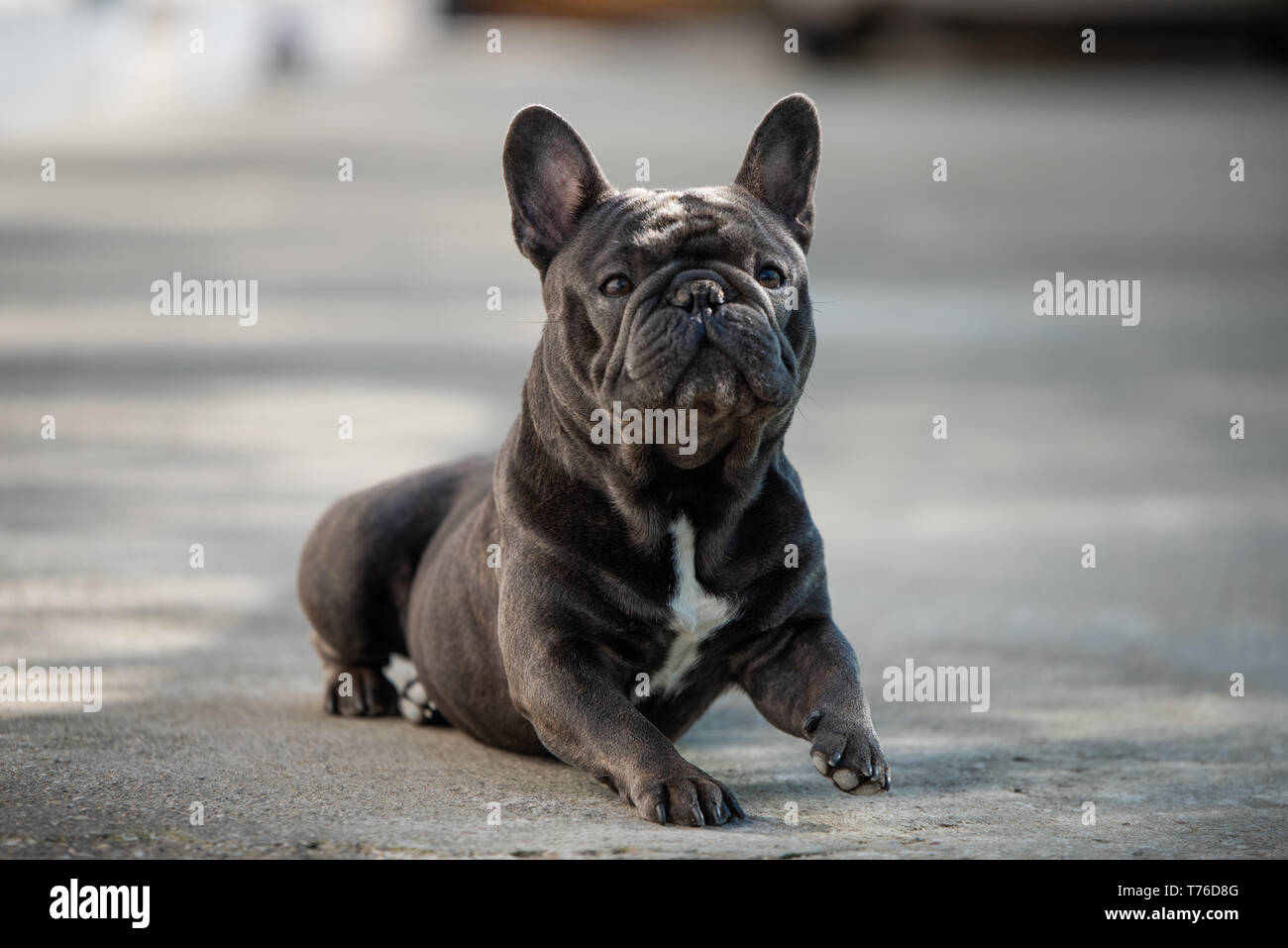 Neugierig sitzen Französische bulldgog Sucht gerade nach rechts. Smart Hund versucht ernst zu schauen Stockfoto