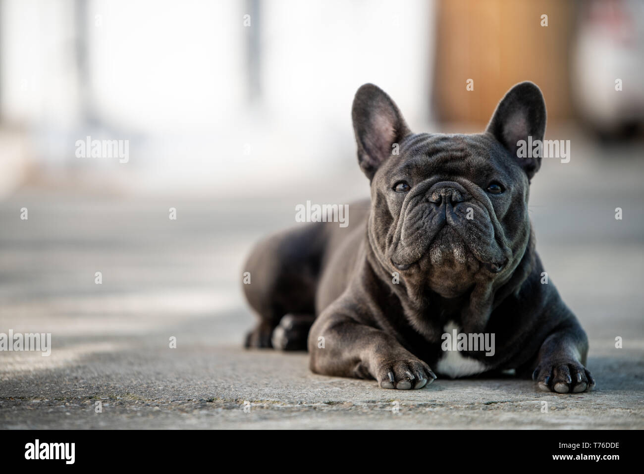 Französische Bulldogge Festlegung auf dem Bürgersteig und Outdoor. Canine Portraitfotos in natürlichem Licht und Querformat Stockfoto