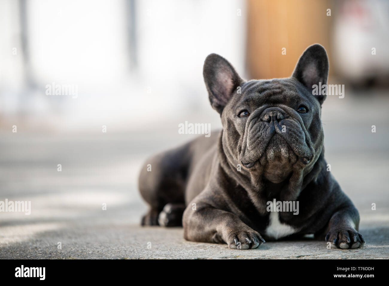 Französische Bulldogge Festlegung auf dem Bürgersteig und Outdoor. Canine Portraitfotos in natürlichem Licht und Querformat Stockfoto