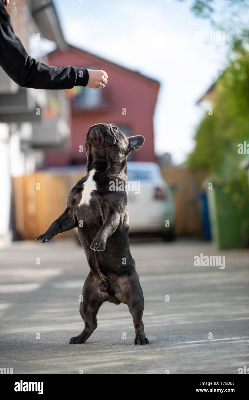 Französische Bulldogge sitzen auf zwei Beinen, die versuchen, die Hand des Besitzers zu erreichen. Natürliches Licht Außenaufnahme Stockfoto