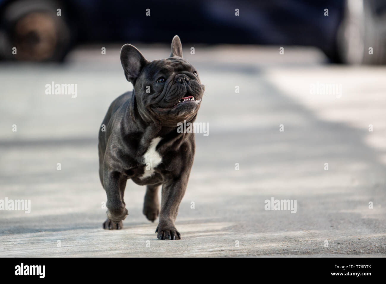 Süße französische Bulldogge Welpen laufen frei auf dem Bürgersteig vor dem Haus. Purebreed cute heimische Säugetier. Stockfoto