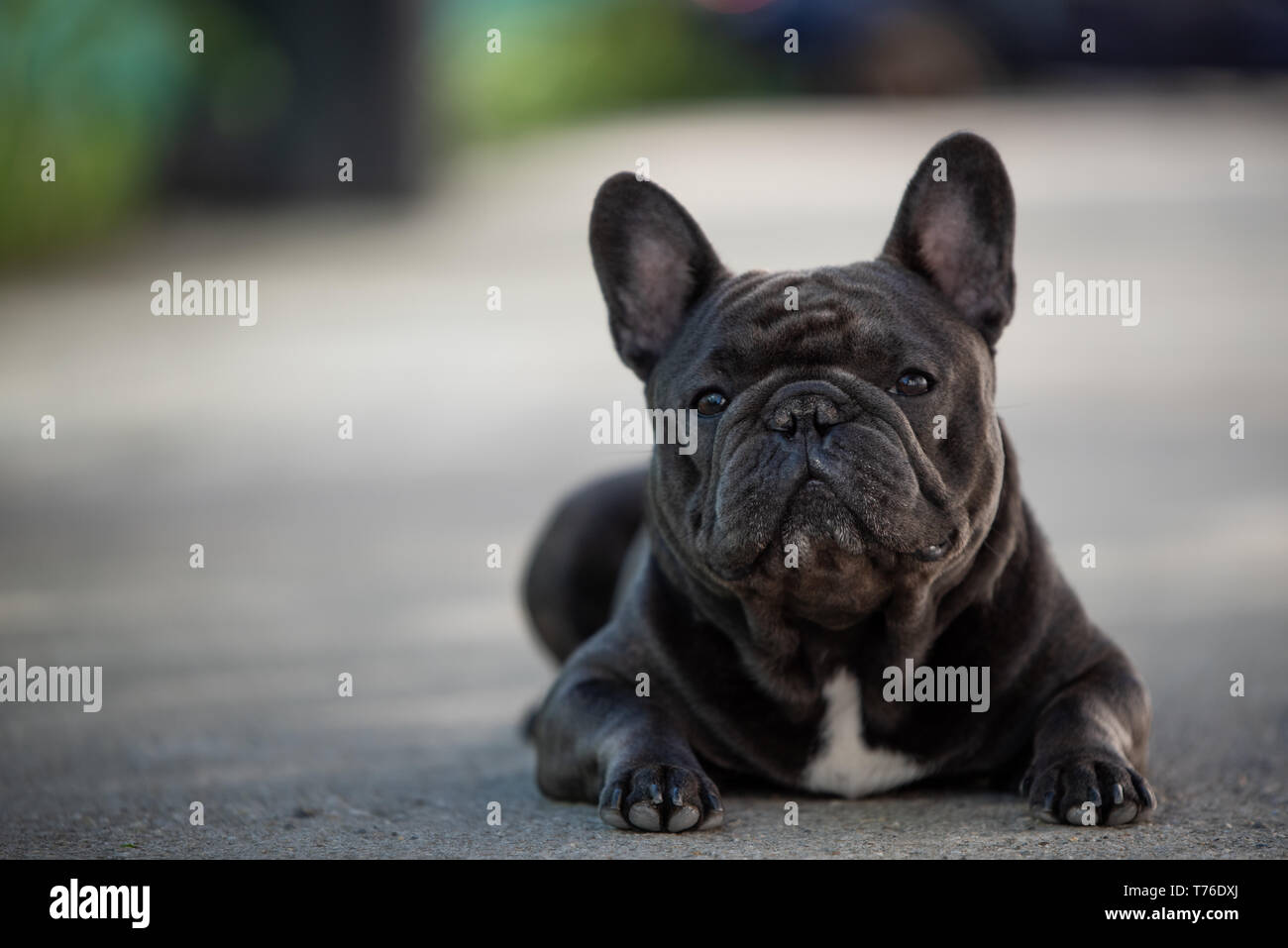 Französische Bulldogge Hunde portrait draußen auf dem Bürgersteig. In natürlichem Licht gedreht. Inländische purebreed Welpen Stockfoto