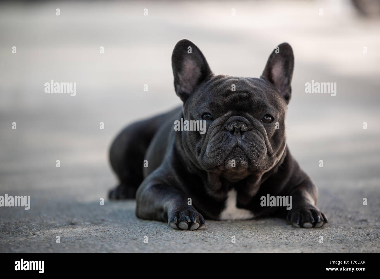 Französische Bulldogge Hunde portrait draußen auf dem Bürgersteig. In natürlichem Licht gedreht. Inländische purebreed Welpen Stockfoto