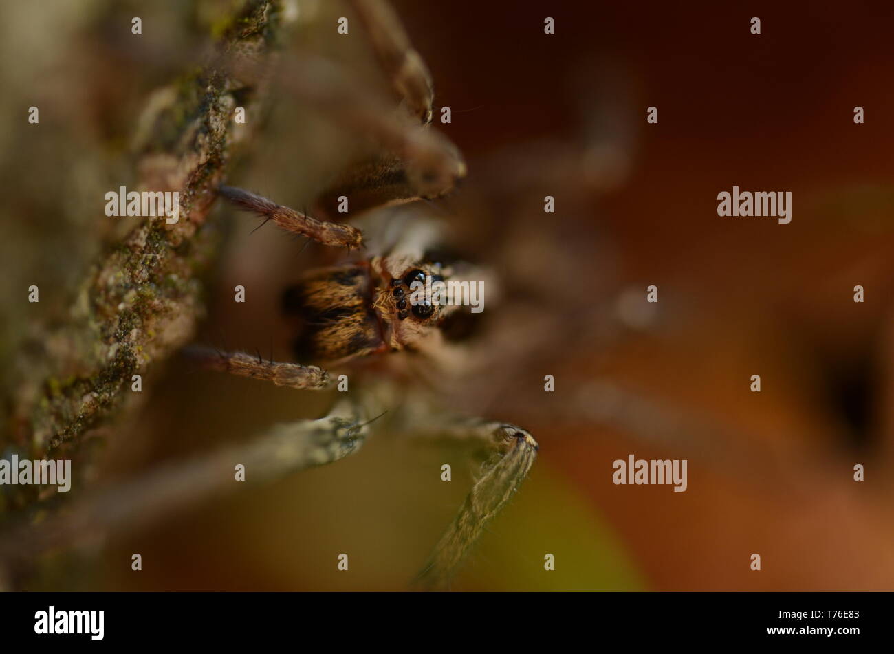 Der Tunnel Spider Augen Stockfoto