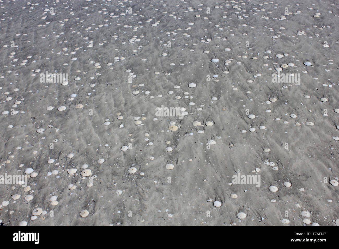 80 km Strand in Western Australia bedeckt mit Sand Dollar Stockfoto