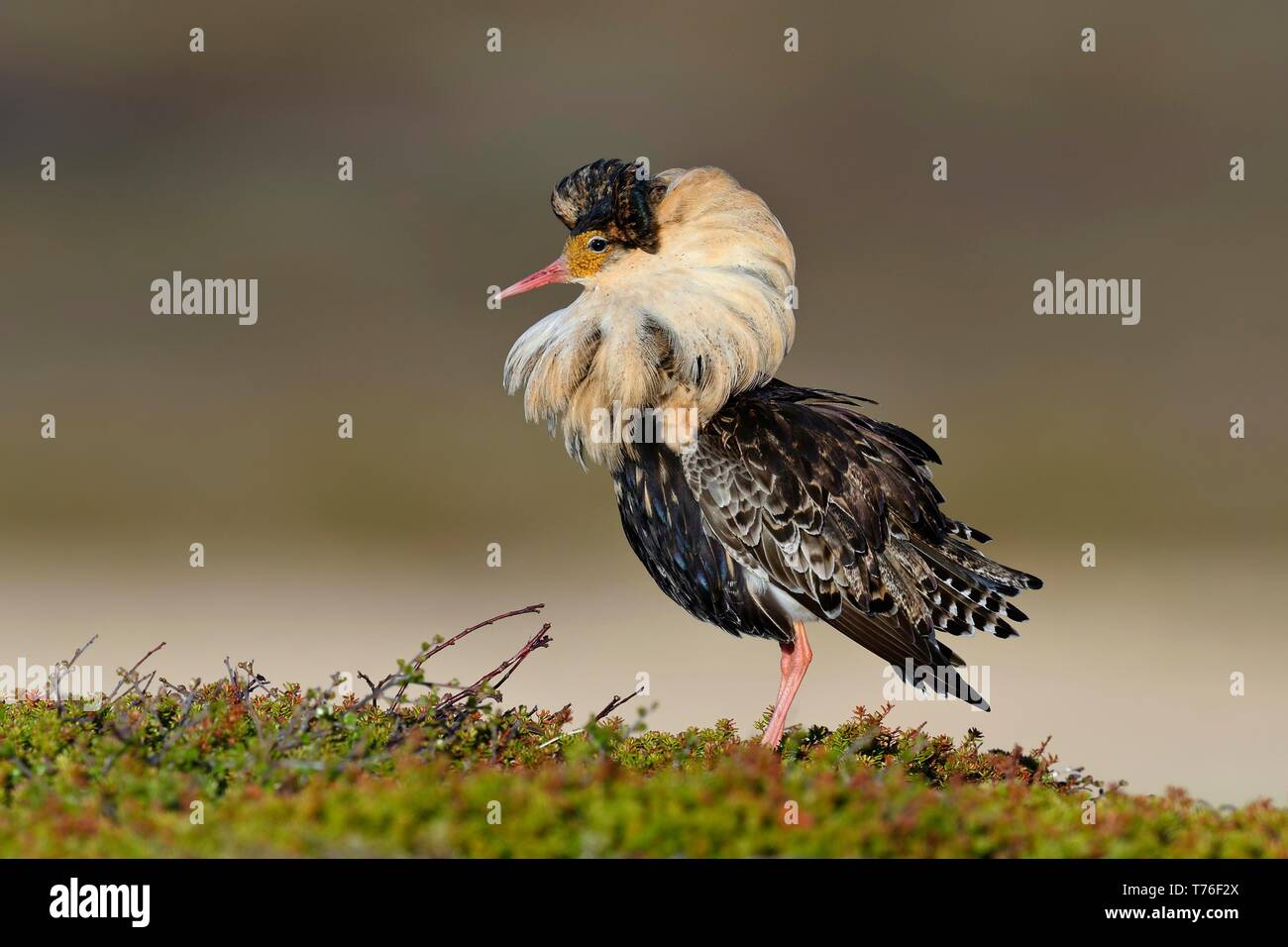 Kampfläufer (Philomachus pugnax), männlich im bräutlichen Gefieder, Paarung, Varangerhalvøya, Norwegen Stockfoto