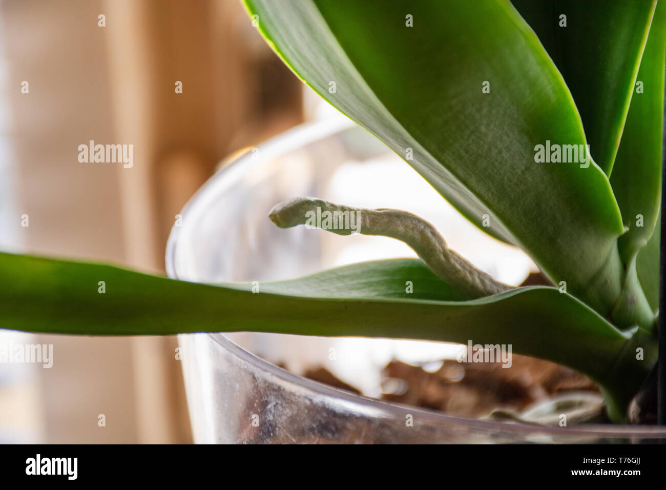 Phalaenopsis Orchidee Antenne Root in transparenten Blumentopf mit Substrat und grüne Blätter zu Hause. Botanische und Blumen Konzept. Nahaufnahme Stockfoto