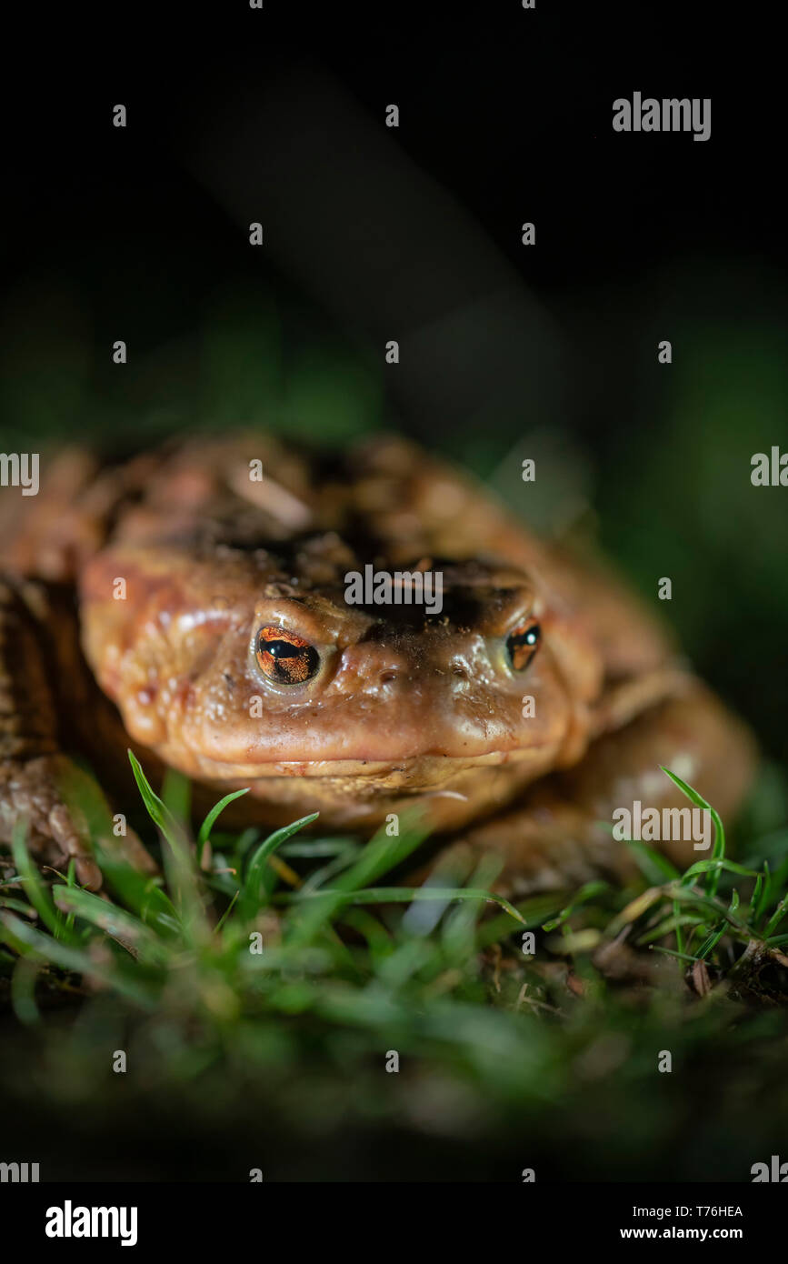 Common toad, Bufo bufo, Überschrift zu Zuchtbecken, Frühling in Bulgarien Stockfoto