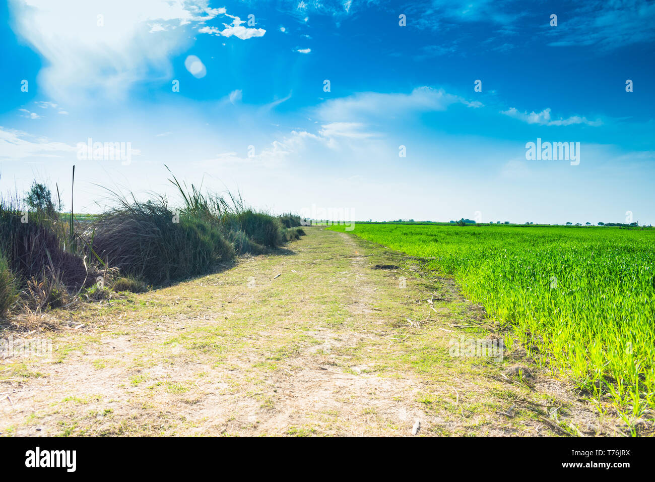 Schönen grünen Feldern von Weizen in Punjab Pakistan, Landschaft mit blauen Himmel im Hintergrund. Stockfoto
