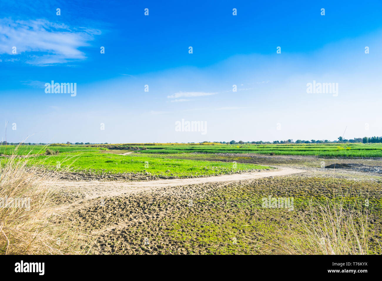 Schönen grünen Feldern von Weizen in Punjab Pakistan, Landschaft mit blauen Himmel im Hintergrund. Stockfoto