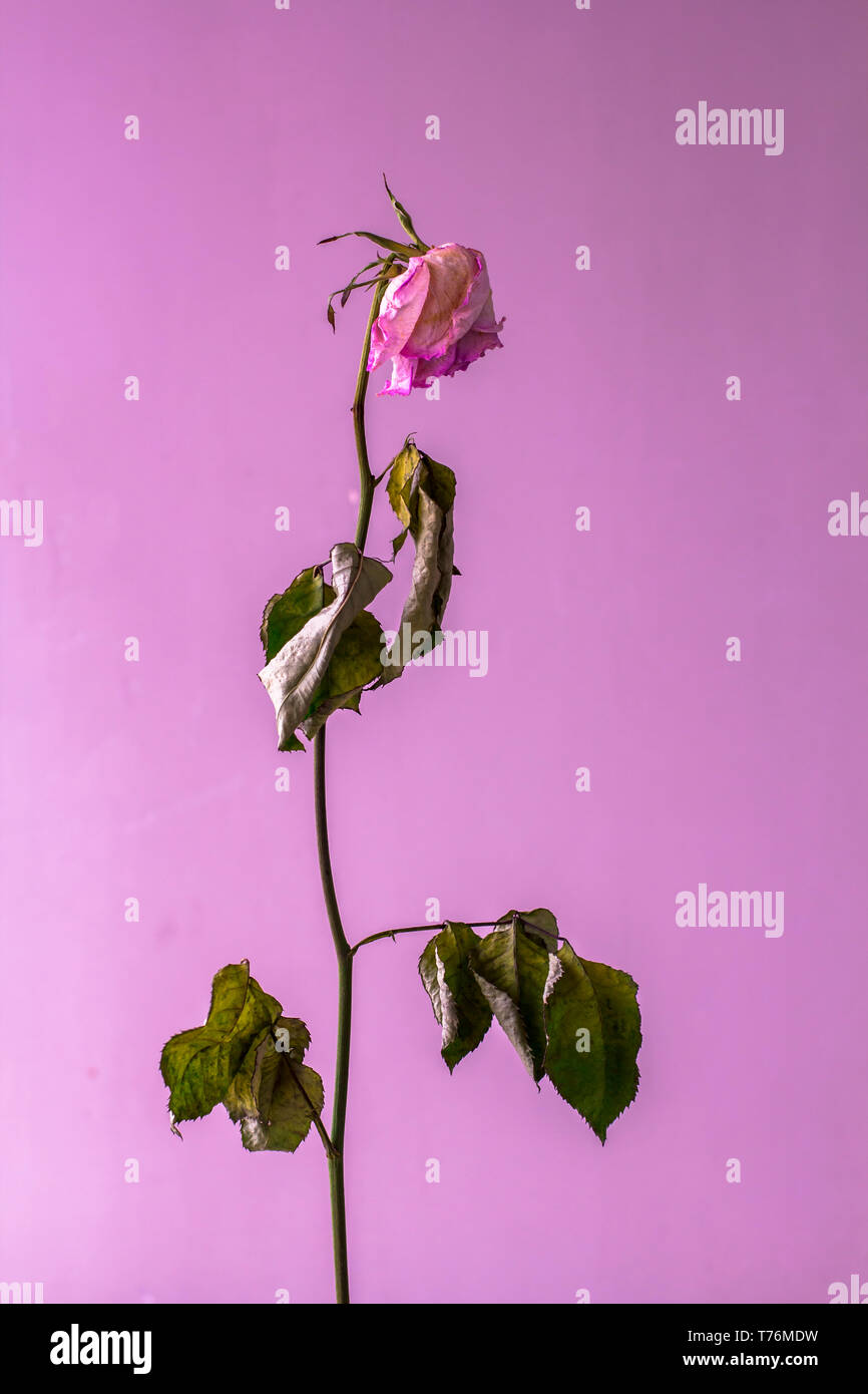 Trockene Rose auf einem rosa Hintergrund. Abstrakte noch leben. Konzeptionellen Minimalismus Stockfoto