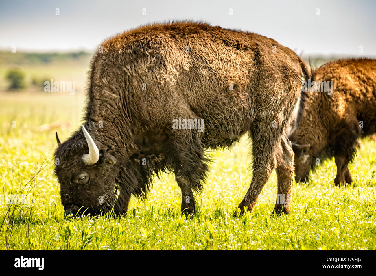 Wild Bisons in der Prärie Stockfoto