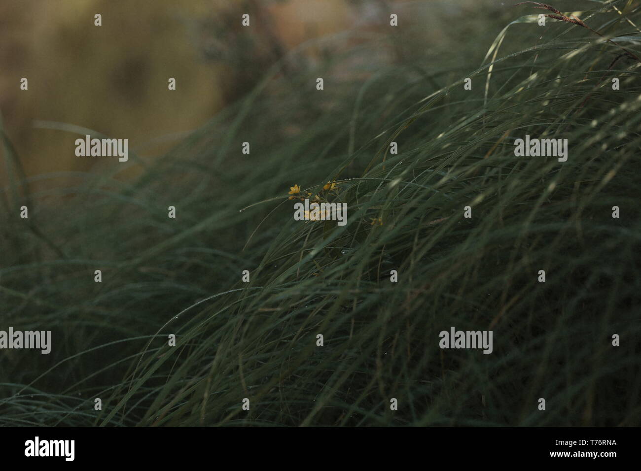 Kleine gelbe Blume im Gras Stockfoto