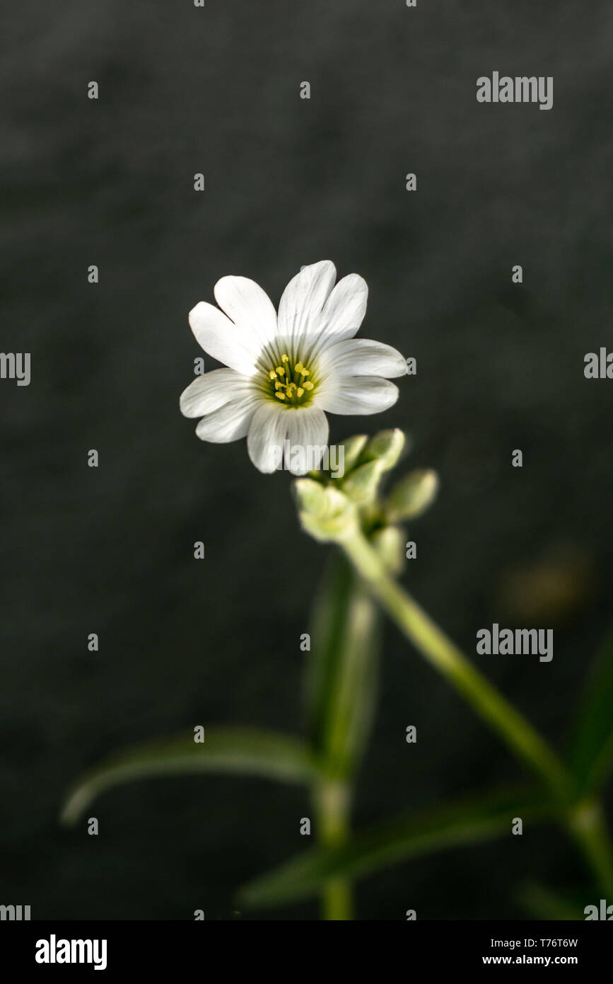 Makroaufnahme eines einzigen weißen und gelben Wermut (Artemisia ludoviciana) Blüte zeigt viele Details wie Blütenstempel Stockfoto