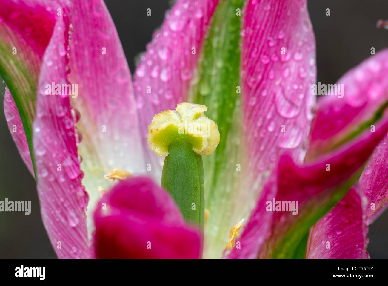 Makro Nahaufnahme der eine sehr seltene botanische Tulpe mit grünen und rosa Streifen in voller Sonnenschein mit brillanten Farben und hohem Kontrast Stockfoto