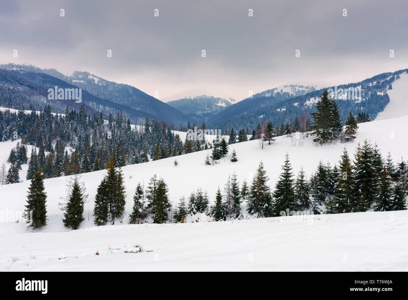 Bäume auf verschneiten Hang in berge fichte. schöne Winterlandschaft Landschaft an einem bewölkten Tag Stockfoto