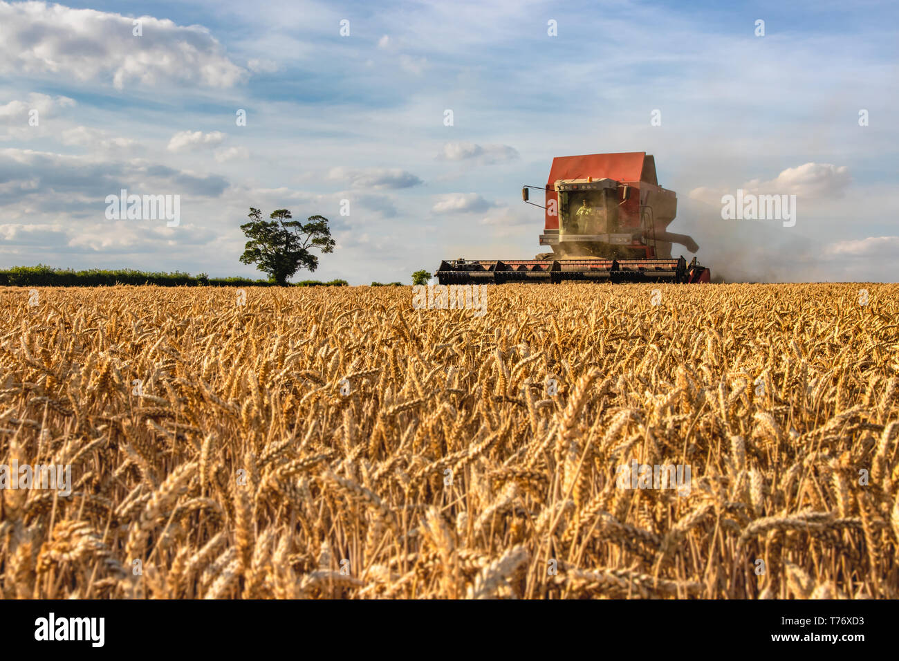 Staub steigt von Massey Ferguson Mähdrescher Ernte Weizen Stockfoto