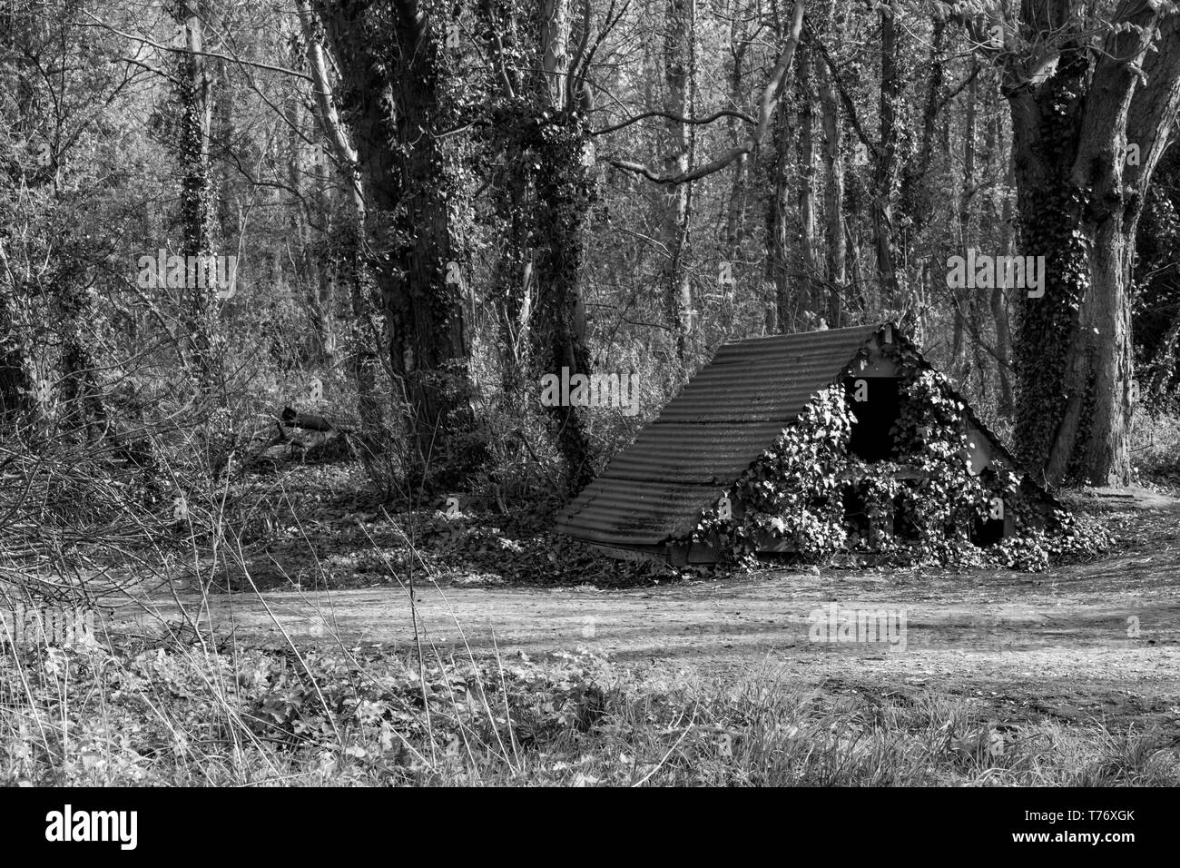 Schwarze und weiße dreieckige Tier oder Vogel Schutz in Woodland Stockfoto