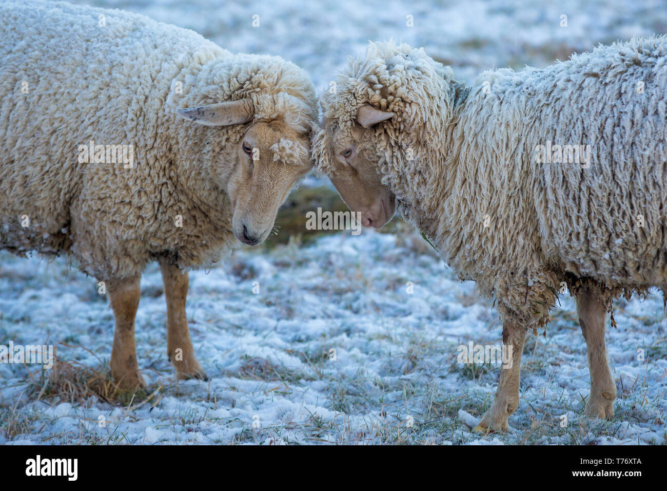Zwei Schafe ihre Köpfe zusammenstecken An einem frostigen Wintermorgen ihren Pelz in Eis und Schnee bedeckt. Stockfoto