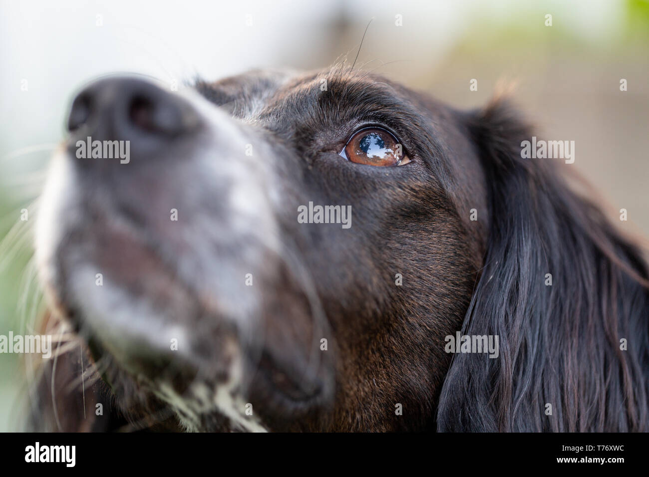 Nahaufnahme, Porträt einer schwarzen und weißen Brittany Spaniel Suchen, um sich mit einer geringen Tiefenschärfe und auf einem Auge konzentrieren. Stockfoto