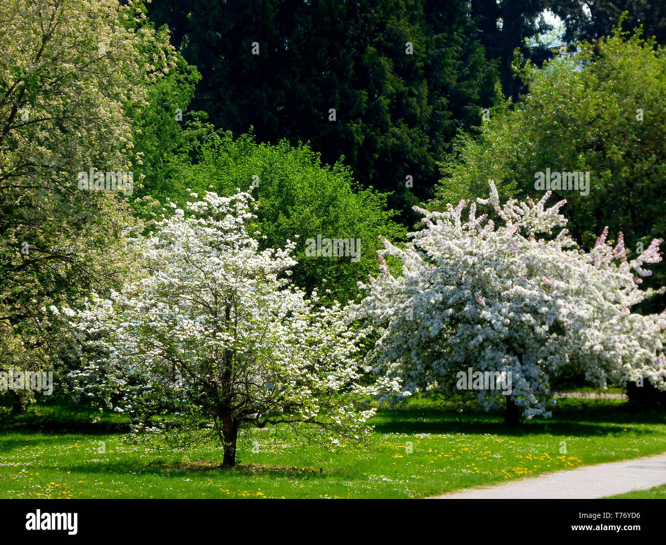 Großer Garten mit weiß blühenden Bäumen und grünen Laub Stockfoto