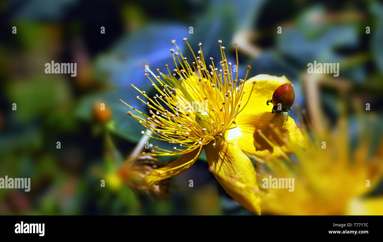 Close-up gelbe Blüten mit staubgefäßen im Zentrum und glänzenden kleinen Blätter um. Die staubgefäße haben am Ende kleine runde Staub Pollen Stockfoto