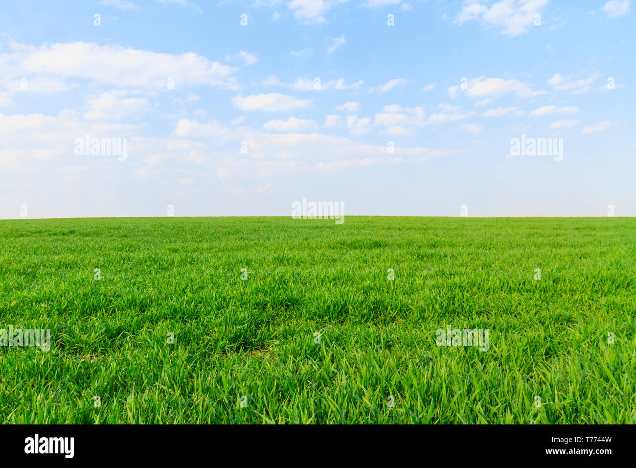 Classic Screensaver für Computer, grüner und blauer Himmel, Wechsel der Jahreszeit, Feder Stockfoto