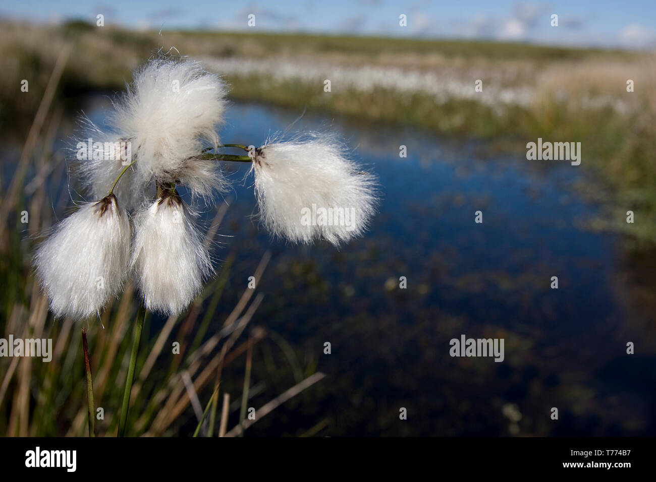 Eriophorum angusti folium Fotos und Bildmaterial in hoher Auflösung