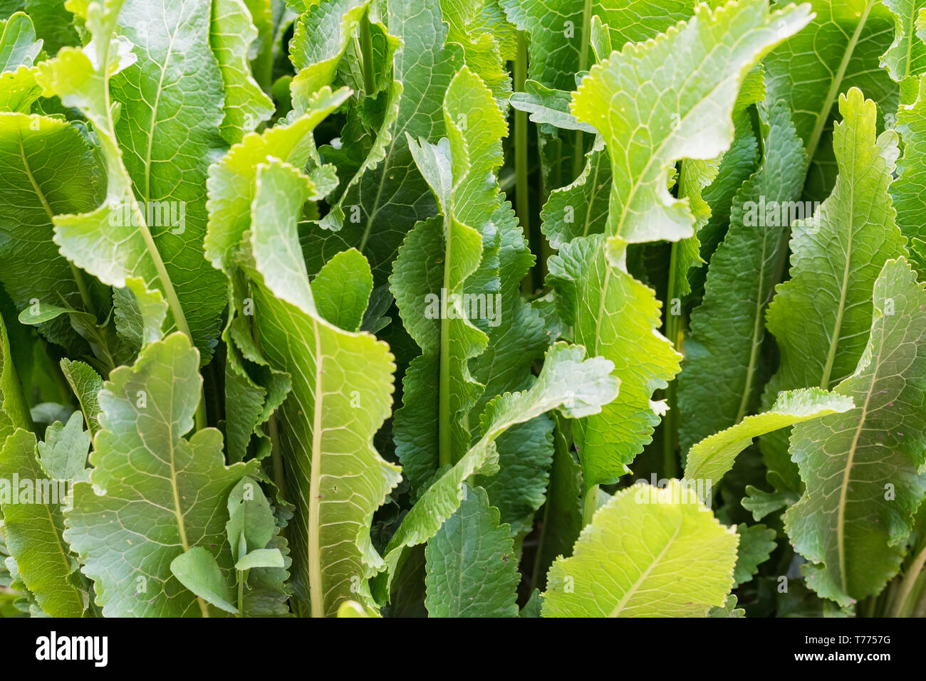 Meerrettich Wächst Stockfotos und bilder Kaufen Alamy