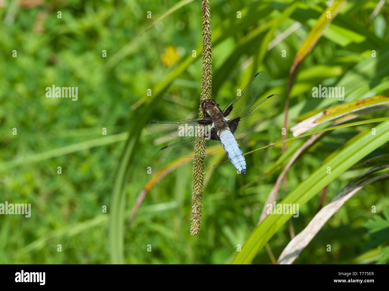 Breite Bodied Chaser, Kammern Bauernhof Holz, Lincolnshire Stockfoto