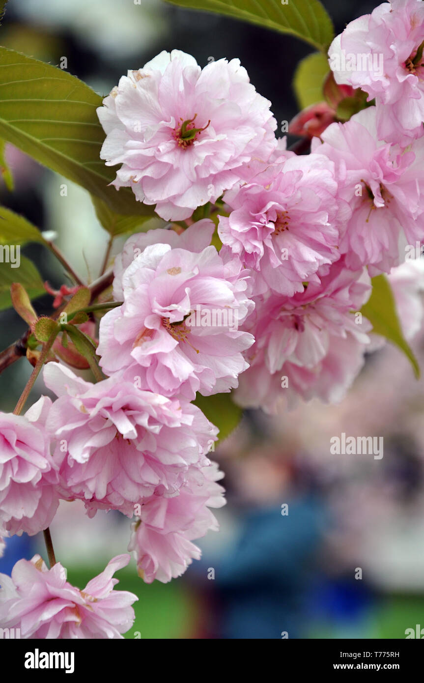 Schönen duftenden Pink sakura Zweig blühen im Frühling, selektiven Fokus Stockfoto