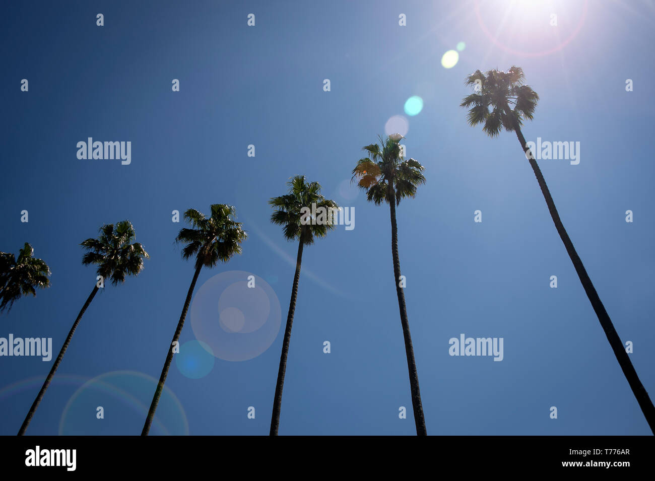 Reihe von Palmen mit blauem Himmel und Objektivreflexionen. Stockfoto